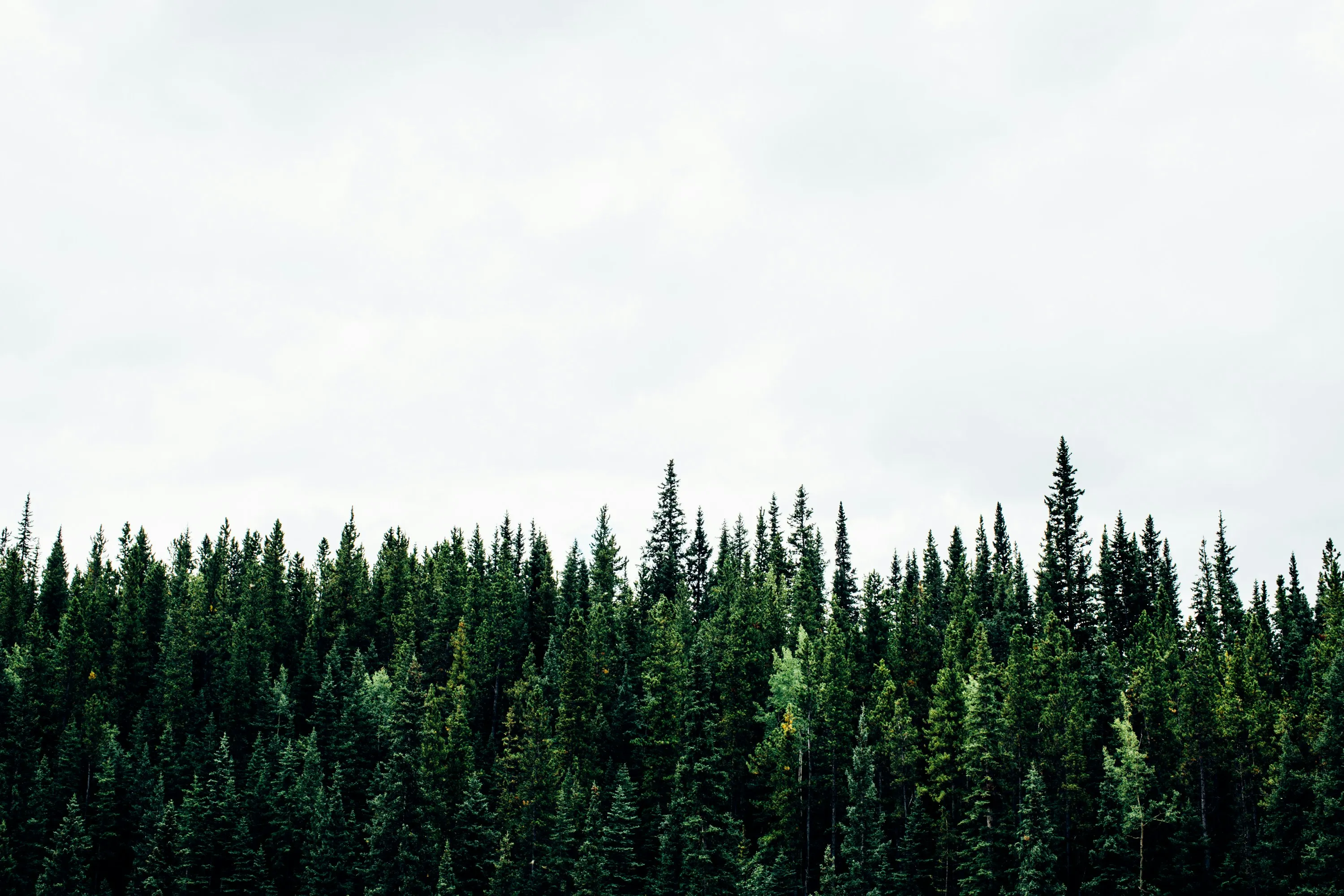 Evergreen treetops against a soft, pale sky